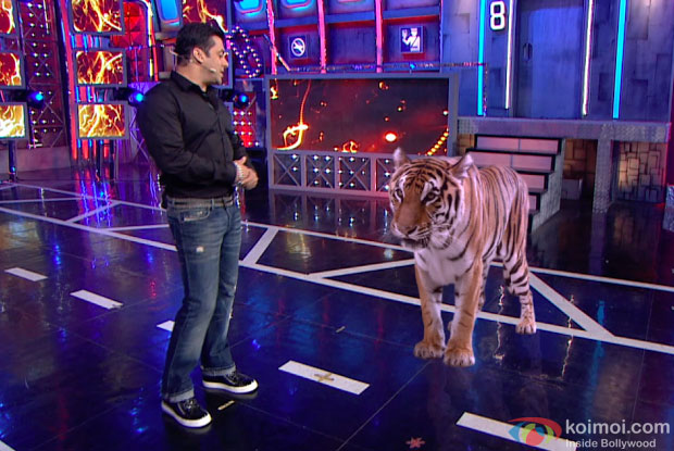 Tiger From Roar Visits Salman Khan On The Set Of Bigg Boss 8