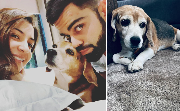 Anushka Sharma & Virat Kohli's Pet Bruno Passes Away; Couple Mourns His Death