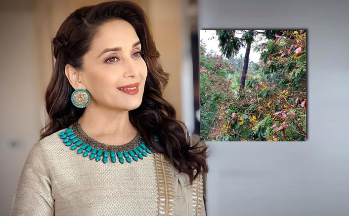Madhuri Dixit shares a portrait of 'calm before the storm'
