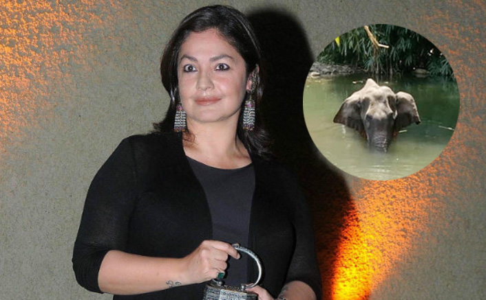 Pooja Bhatt Expresses Anger On Brutal Killing Of Pregnant Elephant In Kerala: "We Worship Lord Ganesha & Kill..."