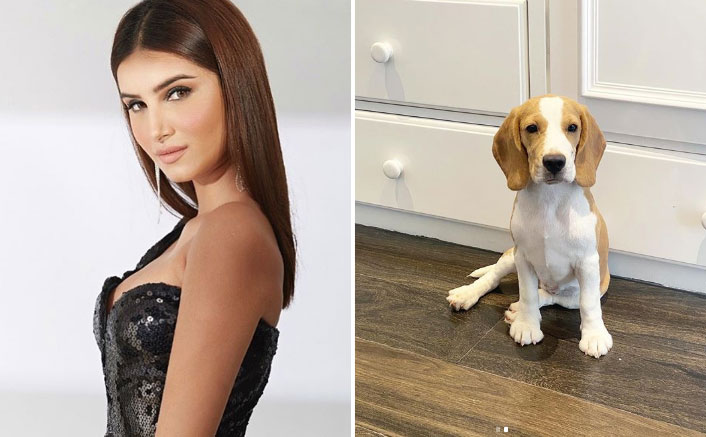 Tara Sutaria Welcomes Her New Furry Family Member 'Bailey' & She Is Cute Beyond Words