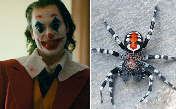 After Joaquin Phoenix's Joker Avatar Inspires Scientists To Name New Spider Specie, Here's How Twitterati Reacted