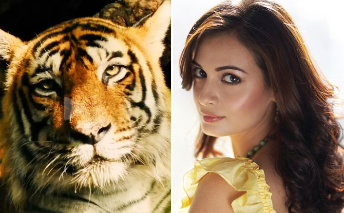 Dia Mirza On Tiger Conservation: "Economic Benefits Of Reserves Are Unimaginable"