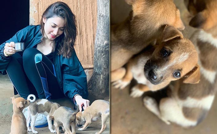 Tamannaah Bhatia's Is A 'Pawfect' Puppy Lover & These Pics Are Proof
