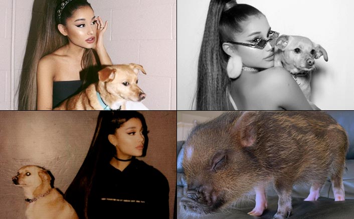 Ariana Grande Lives A Heavenly Life With 9 Cute Dogs & One Tiny Piglets - Celebrity Pals