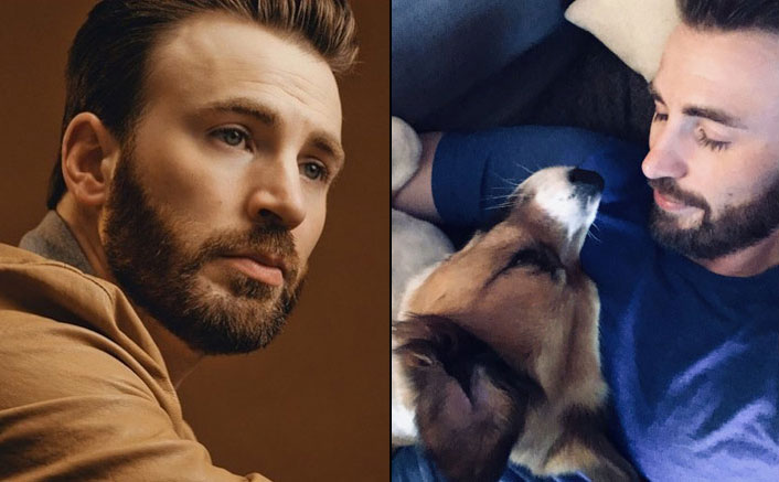 Chris Evans Updates About Dodger’s health post surgery And It Is The Cutest Thing On The Internet
