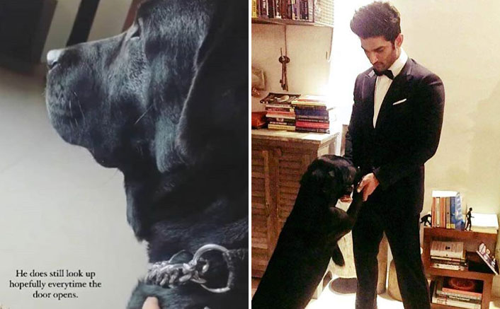 Sushant Singh Rajput's Niece Shares An Endearing Update On Pet Dog Fudge: "He Does Still Look Up..."