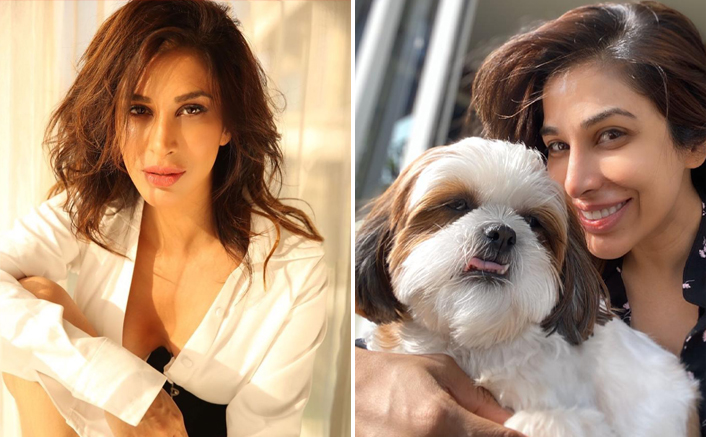 Sophie Choudry EXCLUSIVE! Actress On How Her Pet Dog Tia Helped During The Dark & Empty Phase - Celebrity Pals