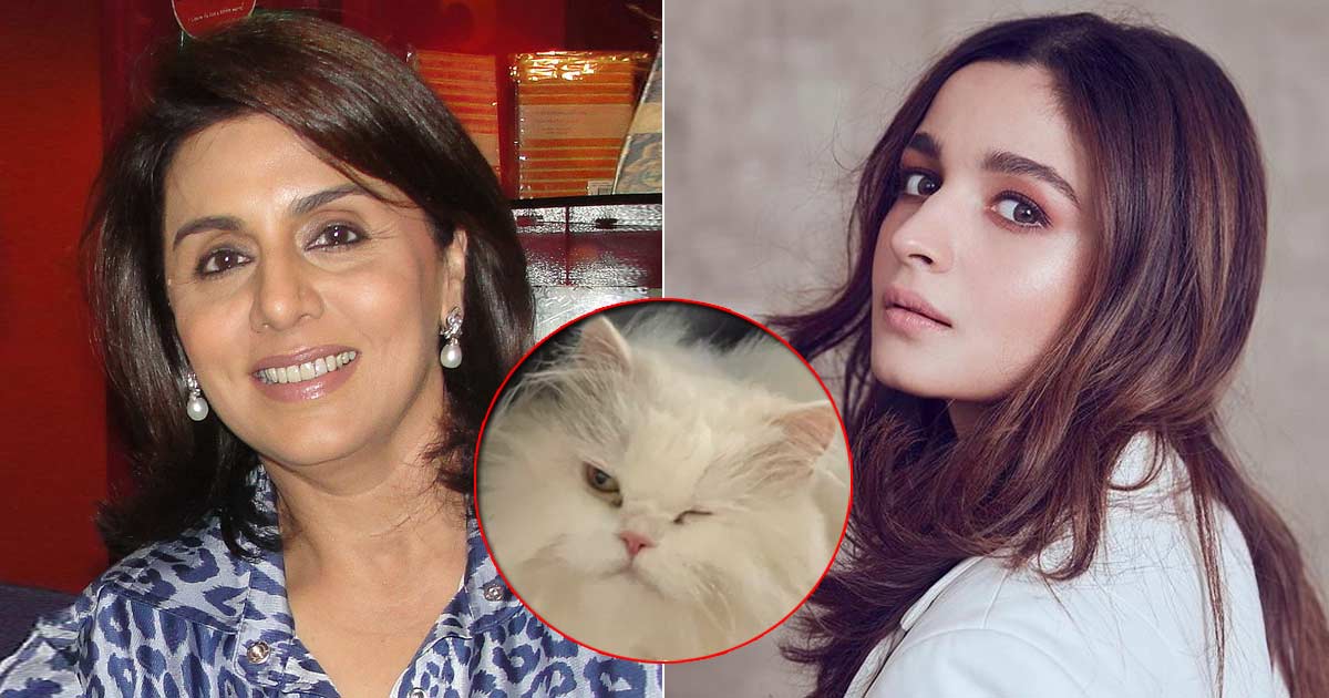 Neetu Kapoor Is The New Cat-Mom As She's Taking Care Of Alia Bhatt's Persian Paw-Friend Edward, Read On