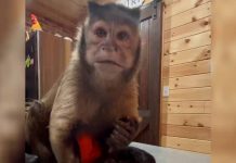 Monkey George Of TikTok Fame Passes Away After A Routine Dental Check-Up Went Horribly Wrong