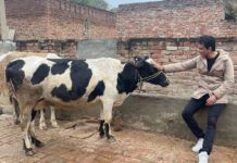Netizens Have A Field Day As Sonu Sood Shares A Photo With Cow; Their Hilarious Comments Will Leave You In Splits – Read On
