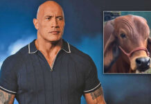 Dwayne Johnson: 0 - Cow: 1, Here's How 'The Rock' Reacted To A Viral Video Of Cow Doing His Iconic 'Eyebrow Raising' Expression - See Video