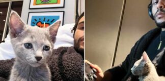 The Weeknd shares pictures of him babysitting kittens