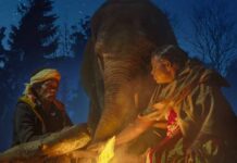 95th Oscar Nominations: 'The Elephant Whisperer' makes it to Short Film list
