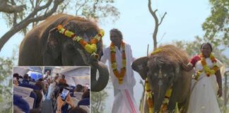 Bomman, Bellie of 'The Elephant Whisperers' cheered as they board flight