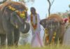 Oscar-winning 'The Elephant Whisperers' shot at Theppakadu camp, oldest in Asia