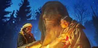 When 'The Elephant Whisperers' director met Raghu, he had no control over his trunk