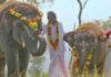 Goa Environmental Film Festival to open with 'The Elephant Whisperers'