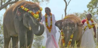 Goa Environmental Film Festival kicks off with 'The Elephant Whisperers'