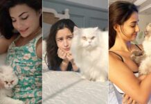Catwomen: Alia isn't the only Bollywood celeb in love with furry felines