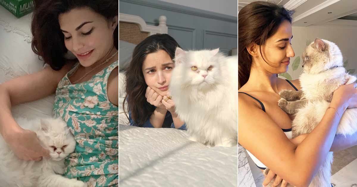 Not Just Alia Bhatt, Jacqueline Fernandez, Disha Patani & Other Bollywood Actresses Are Also 'Catwomen', Check Out The Full List Inside!